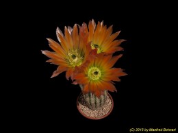 Echinocereus ctenoides SB1094 495